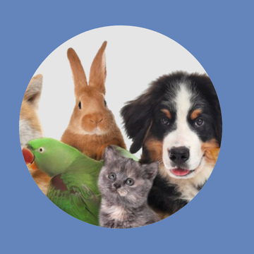 <p style="text-align:center;">Pet</p>